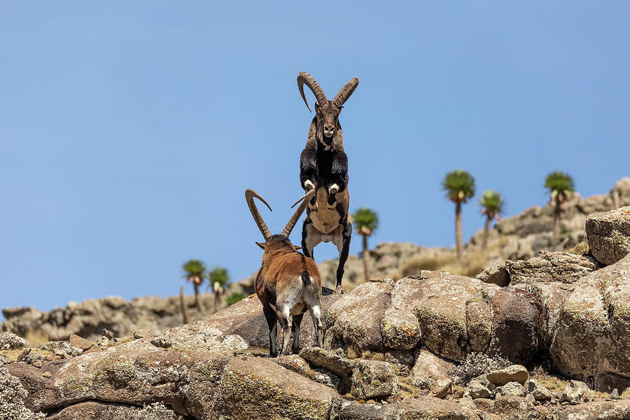 9-rare-walia-ibex-in-simien-mountains-ethiopia-artush-foto